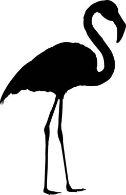 Beyaz arkaplanda bir flamingonun vektör silueti