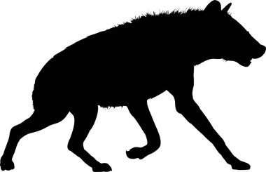 Vahşi sırtlanın silueti tek başına yürüyor.