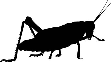 bir çekirgenin siyah silueti, vektör illüstrasyonu