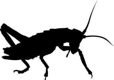 Çekirgenin siyah silueti, vektör illüstrasyonu