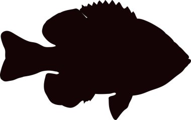 Balık Web Simgesi, Beyaz Arkaplan Üzerine Basit Resimler 