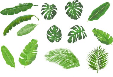 Beyazlar üzerinde izole yeşil tropik yapraklar.