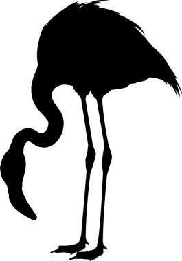 Flamingo siluet vektör çizim