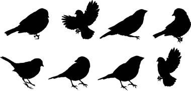 güvercinlerin siyah siluetleri, vektör illüstrasyonu