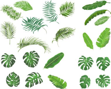 Beyaz arkaplanda yeşil yapraklar kümesi, vektör illüstrasyonu