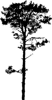 Çam ağacı simgesinin silueti, vektör illüstrasyonu