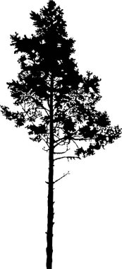 Çam ağacı simgesinin silueti, vektör illüstrasyonu