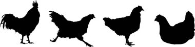 Dört tavuk silueti ayakta ve birlikte yürüyor.