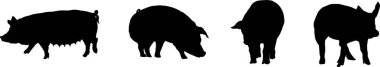 Ayakta duran ve otlayan dört domuzun siluetleri.