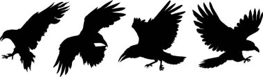 Uçan dört siyah karga kanatlarını açıyor.