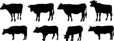 Ayakta duran ve otlayan sekiz siyah inek.