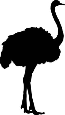 Beyaz arkaplanda siyah devekuşu çizimi 