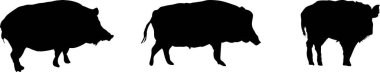 Beyaz arka planda duran üç yaban domuzu silueti