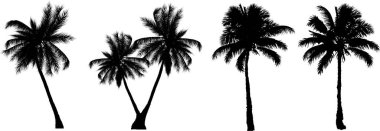 Tropikal palmiye ağaçlarının siluetleri, vektör illüstrasyonu