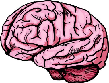 Katları gösteren ayrıntılı pembe insan beyni çizimi