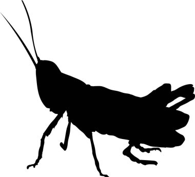 Çekirgenin siyah silueti, vektör illüstrasyonu