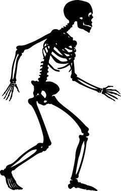 Basit insan iskeletinin vektör çizimi