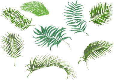 Tropikal Palmiye Ağacı Yaprakları Beyaz Arkaplanda İzole Edildi, Vektör Resimleri