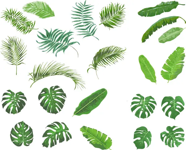 Beyaz arkaplanda yeşil yapraklar kümesi, vektör illüstrasyonu