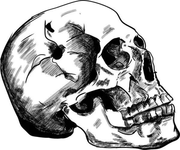 Yan profili gösteren ayrıntılı insan kafatası çizimi