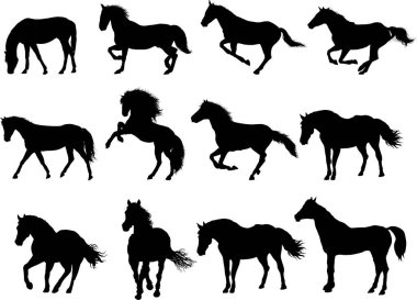 Siyah atlar silueti, beyaz arkaplanda vektör 