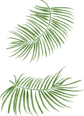 Palmiye yaprakları, vektör illüstrasyonu.