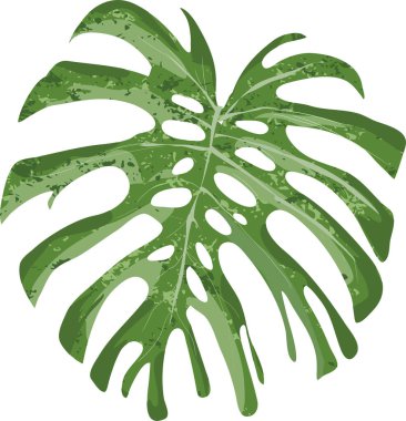 Monstera yeşil yaprak, vektör çizimi