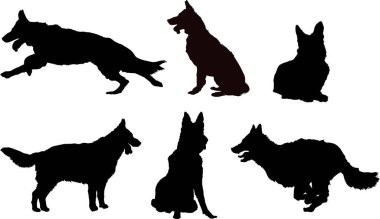 Alman çoban seti, ağ için basit doğrusal görüntü