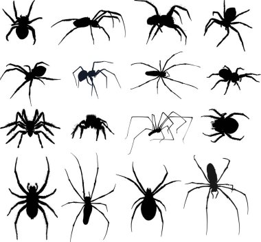 Örümcek simgeleri ayarlandı. Cadılar Bayramı vektör illüstrasyonu beyaz arkaplanda izole. 