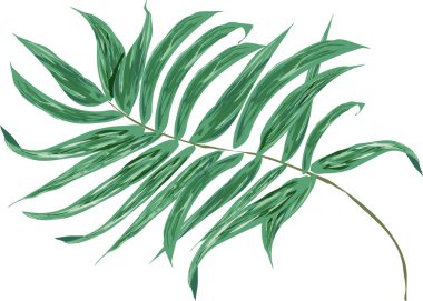 Tropikal Palmiye Ağacı Yaprakları Beyaz Arkaplanda İzole Edildi, Vektör Resimleri