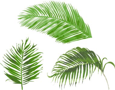 Tropikal Palmiye Ağacı Yaprakları Beyaz Arkaplanda İzole Edildi, Vektör Resimleri