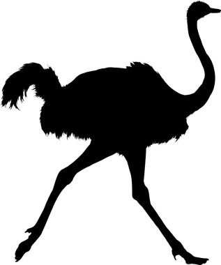 Beyaz arkaplanda siyah devekuşu çizimi 