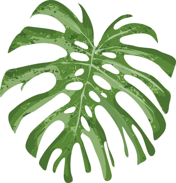 Monstera yeşil yaprak, vektör çizimi