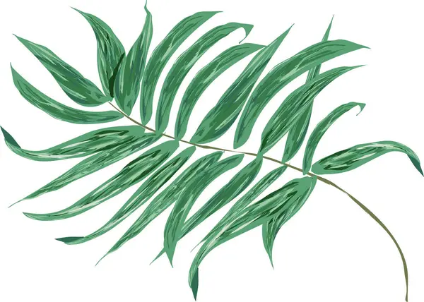 Tropikal Palmiye Ağacı Yaprakları Beyaz Arkaplanda İzole Edildi, Vektör Resimleri