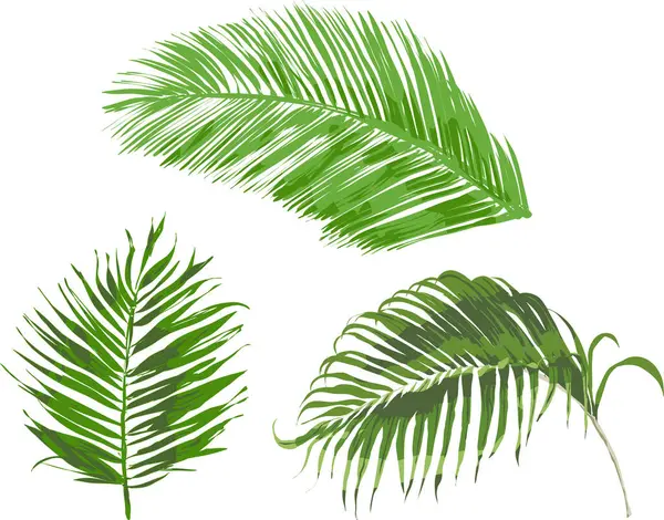 Tropikal Palmiye Ağacı Yaprakları Beyaz Arkaplanda İzole Edildi, Vektör Resimleri