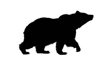 Beyaz arka planda yürüyen ayı silueti