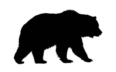 Siyah arka planda yürüyen ayı silueti