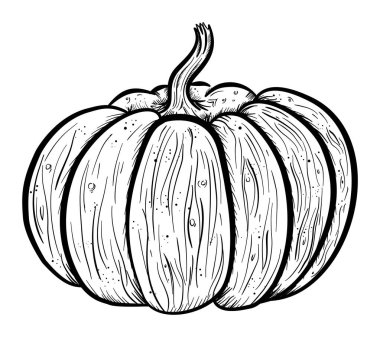 Sırtlı yuvarlak balkabağının ayrıntılı çizimi