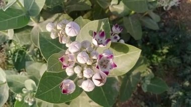 Doğal Calotropis dev çay çiçeği veya ormandaki veya bahçedeki yeşil yapraklı madar çiçeği 