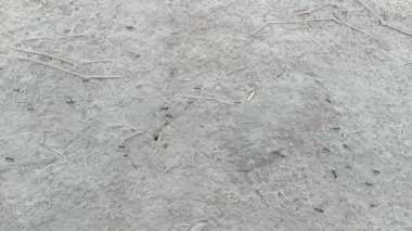 Siyah karıncalar koşuyor. Yiyecek arayışında olan birçok karınca grubu 