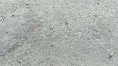 Siyah karınca grubu koşuyor. Birçok karınca yiyecek aramak için hızlı koşar.
