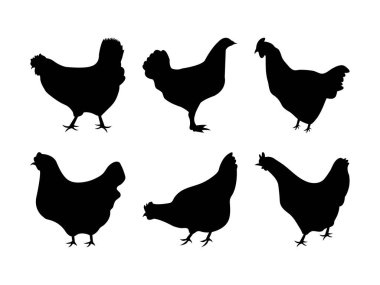 Tavukların Siluetleri ve Beyaz Arkaplanda Çeşitli Pozisyonlarda 
