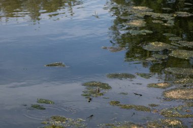 Yeşil yosun yığınları, yusufçuklar ve onların yansımaları ile gölet yüzeyine yakın durgun su boyunca gökyüzü ve ağaç yansımaları