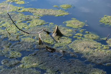 Koni şeklindeki enkaz ve dal kıran gölet yüzeyinin yakınında durgun suda yüzen yeşil yosunlar doğal ve huzurlu bir manzara yaratıyor.