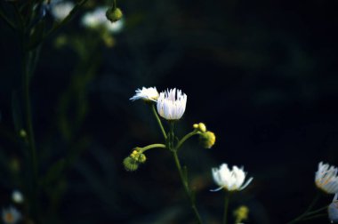 Narin çiçek, canlı yaprakları ve tatlı kokusuyla bahçeye doğal bir güzellik katar.. 