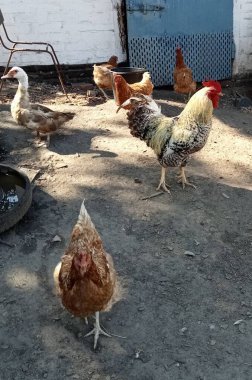 Çiftlikteki tavuklar