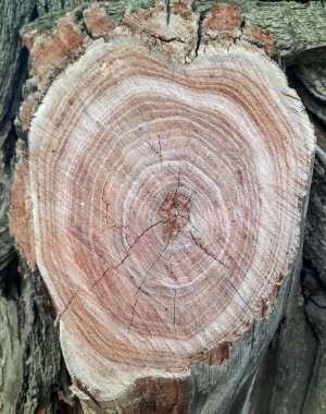 Kalp ağaç gövdesinde şekillenir