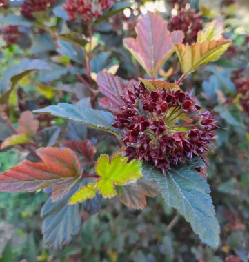 Güzel botanik fotoğrafı, doğal duvar kağıdı.