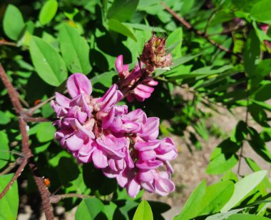 Bahçedeki güzel çiçekler