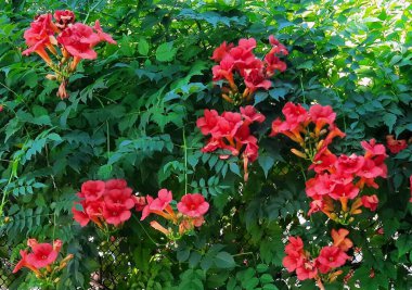 Kırmızı Hibiscus bahçede.